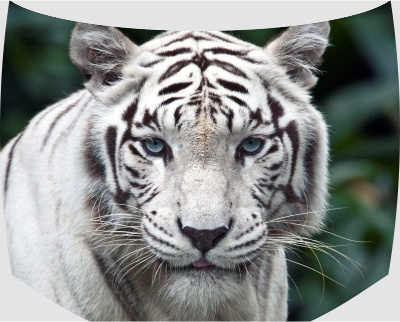 Винилография на капот -   Белый тигр