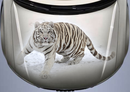 Винилография на светлый авто - Белый тигр