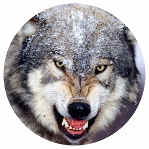 Наклейка на запаску - Волк